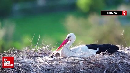 Konya'da Leylekler Vadisinde yumurta nöbeti