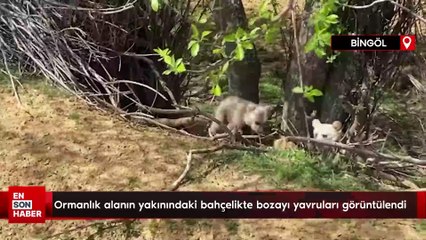 Bingöl'de ormanlık alanın yakınındaki bahçelikte bozayı yavruları görüntülendi