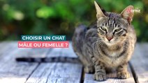 Choisir un chat mâle ou femelle ?