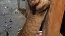 Cat Playing