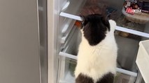 Un couple récupère un chat frigorifié sous la pluie car les voisins « n’en veulent plus »