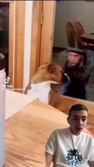 React exclu Dailymotion ! : Ces animaux sont fous hahaha