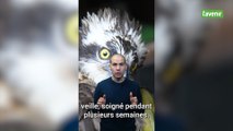 Minute locale: un balbuzard sauvé par le Creaves de Namur