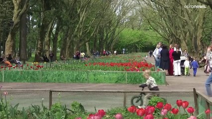 هولندا تتبرع بـ 100 ألف زهرة توليب لمدينة لفيف الأوكرانية