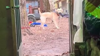 Dog Holding Poop Scooper in Mouth Gets Zoomies