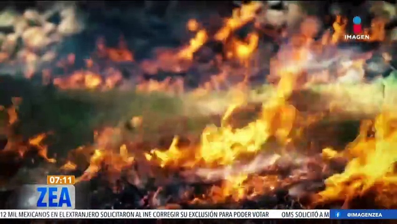 Incendios forestales: La flora y fauna, los más afectados