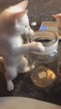 Cat Jumps Into Small Jar and Fits Himself in It