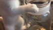 Cat Jumps Into Small Jar and Fits Himself in It
