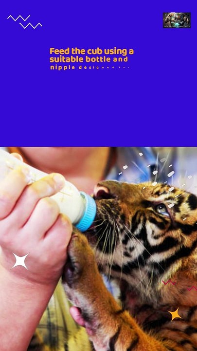 How to Care for a Tiger Cub