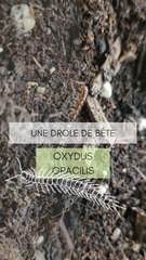 Une drôle de bête dans les pots des plantes !