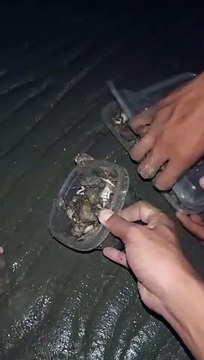 sea snail crab