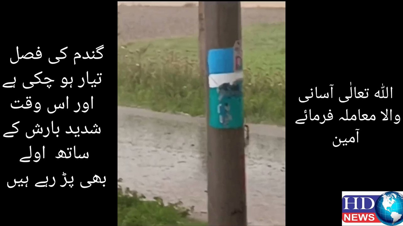 گندم کی فصل  تیار ہو چکی ہے  اور اس وقت  شدید ب...