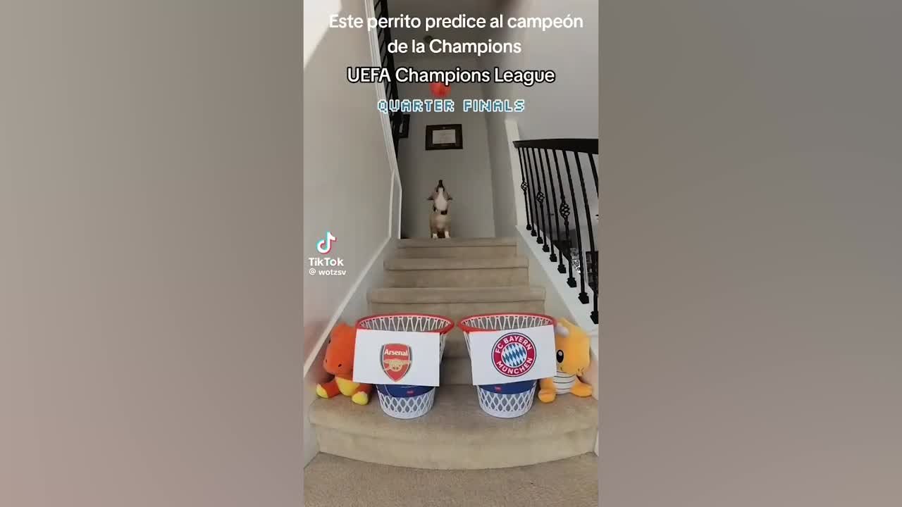 El perro que predijo los semifinalistas de Champions