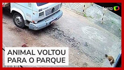Macaco foge de parque e acaba se 'entregando' em presídio no Rio de Janeiro