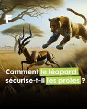 Secrets de survie de la savane : pourquoi les léopards cachent-ils leur proie dans les arbres ?