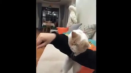 Funniest animals-try not to Lough- funny animals videos compilation
