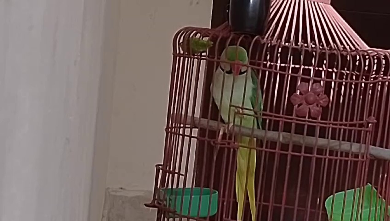 raw parrot talking