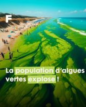 Cette animation dévoile l'invasion des algues vertes depuis 50 ans !