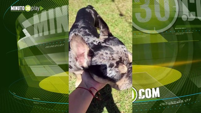 Kory, una perrita fue víctima de crueldad animal en San Pedro de los Milagros
