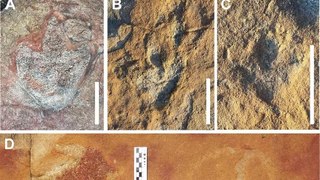 Estudo indica que povos originários interagiam com pegadas de dinossauros na região de Sousa