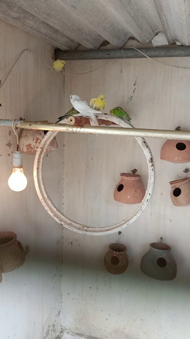 Budgies parrots