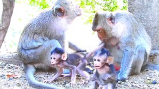 Monkey Video, New Animal Video,Indan Animals Video #Monkeyshorts#Wildanimals#Animalsvideo