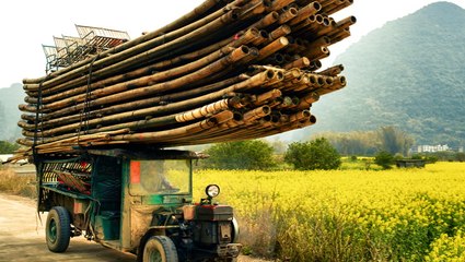 Can Bamboo Replace Plastic and Paper? Exploring Its Benefits and Limitations 🌱