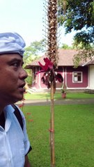 Pura Mandhara Giri Semeru Agung Lumajang