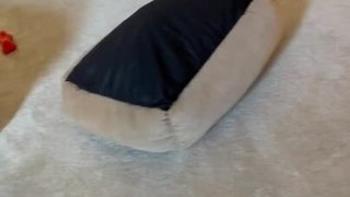 Dog  Hilariously Walks With His Bed on His Head