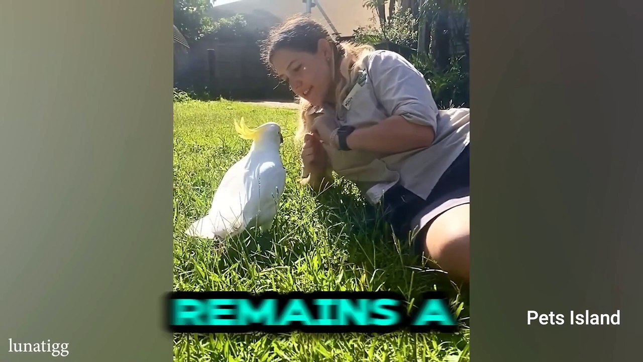 When Animals Become Totally OBSESSED WITH THEIR HUMANS