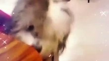 puppy