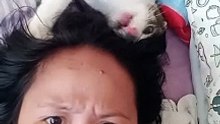 pusa
