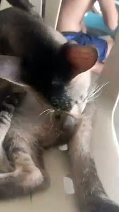 mypetcat