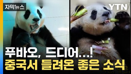 [자막뉴스] 푸바오, 기다렸어!...중국서 들려온 기분 좋은 소식 / YTN