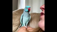 SmartestAnimals
