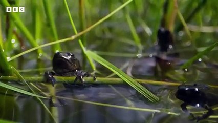 Dev Sülüklerin Kurbağa Avı ||  Vs   || Vahşi Adalar Belgeseli