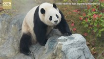 Les efforts de la Chine pour préserver l'espèce du panda géant
