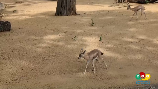 Esta es la especie vulnerable que cuenta con cuatro nuevos ejemplares nacidos en Barcelona