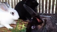 my lovely rabbit