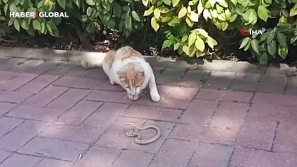 Kırşehir'de sokak kedisi ile yılan birbirine girdi