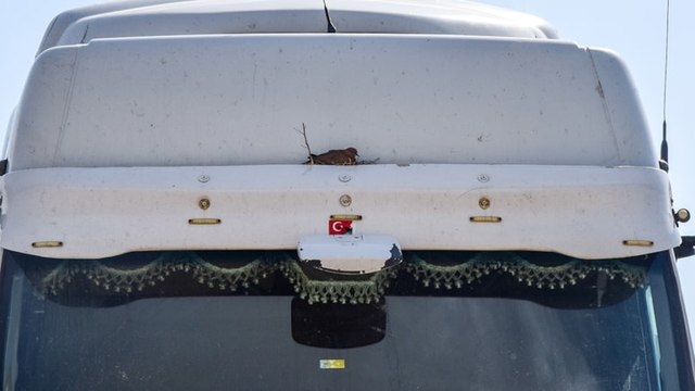 Kumru yuva yaptı, TIR kontak kapattı