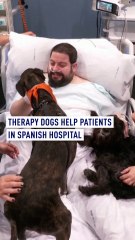 Spanish hospital enlists therapy dogs to boost ICU patients' morale