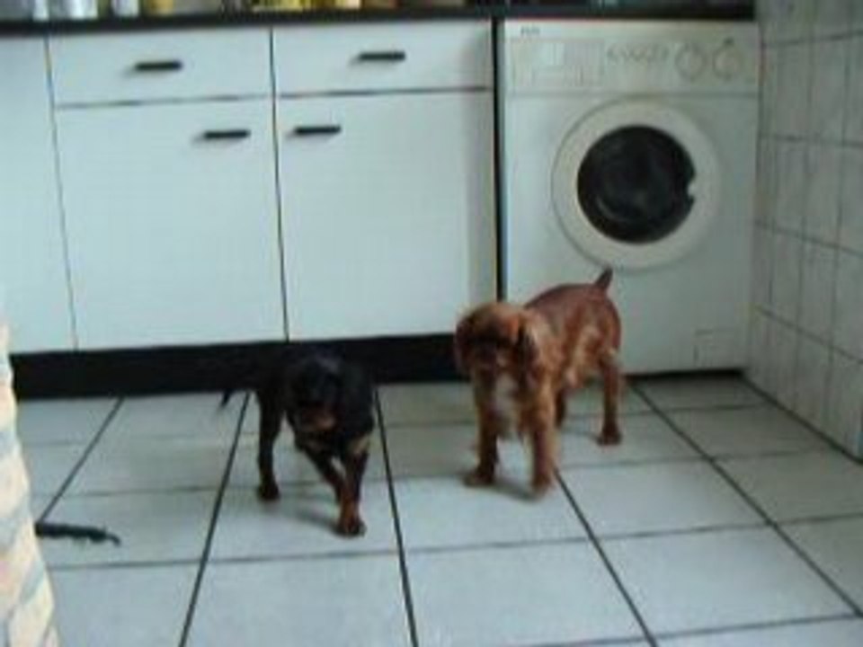 Milou-Layla