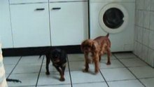 Milou-Layla