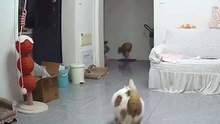 #RecordCatDaily #MeandMyCat #SillyCatDailyThesedays,trucksrunsideintopeople #cat #cute #shorts