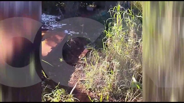 Internauta pede ajuda para resgatar cachorros abandonados na Estrada Chaparral