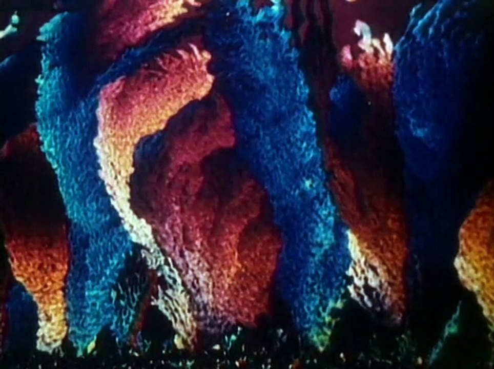 The Miracle of Life | Full Documentary | NOVA | PBS - video Dailymotion