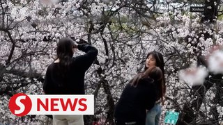 Peach blossoms in vibrant display in Xizang, China