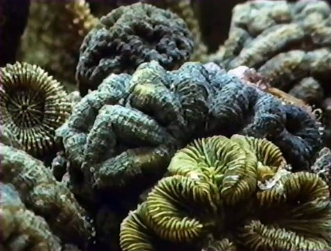City of Coral | Full Documentary | NOVA | PBS