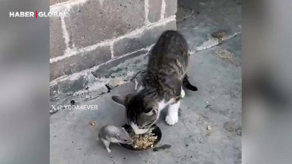 Her gün aynı saatte sokak kedisi ile birlikte mama yiyen fare viral oldu